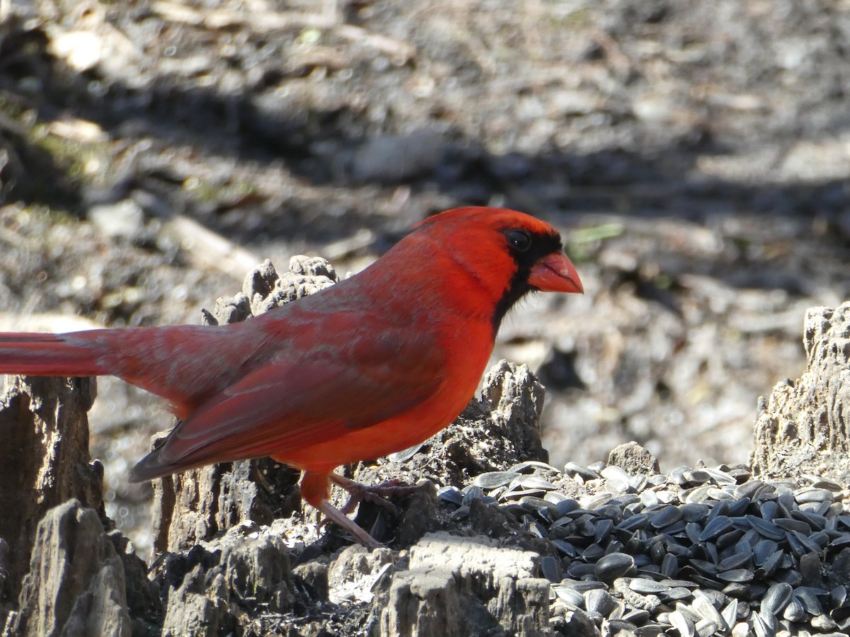 Cardinal rouge - ML616003221