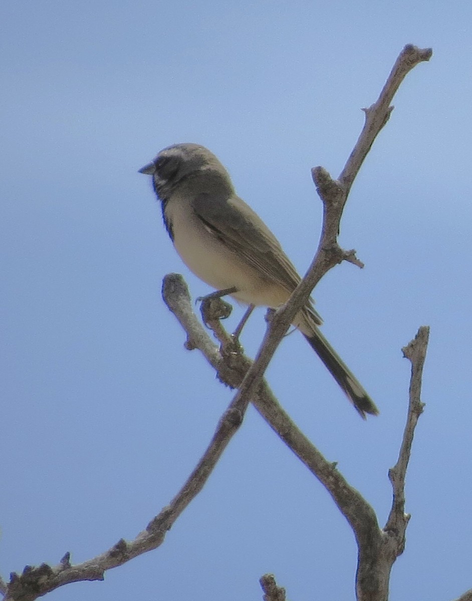 Black-throated Sparrow - Marya Moosman