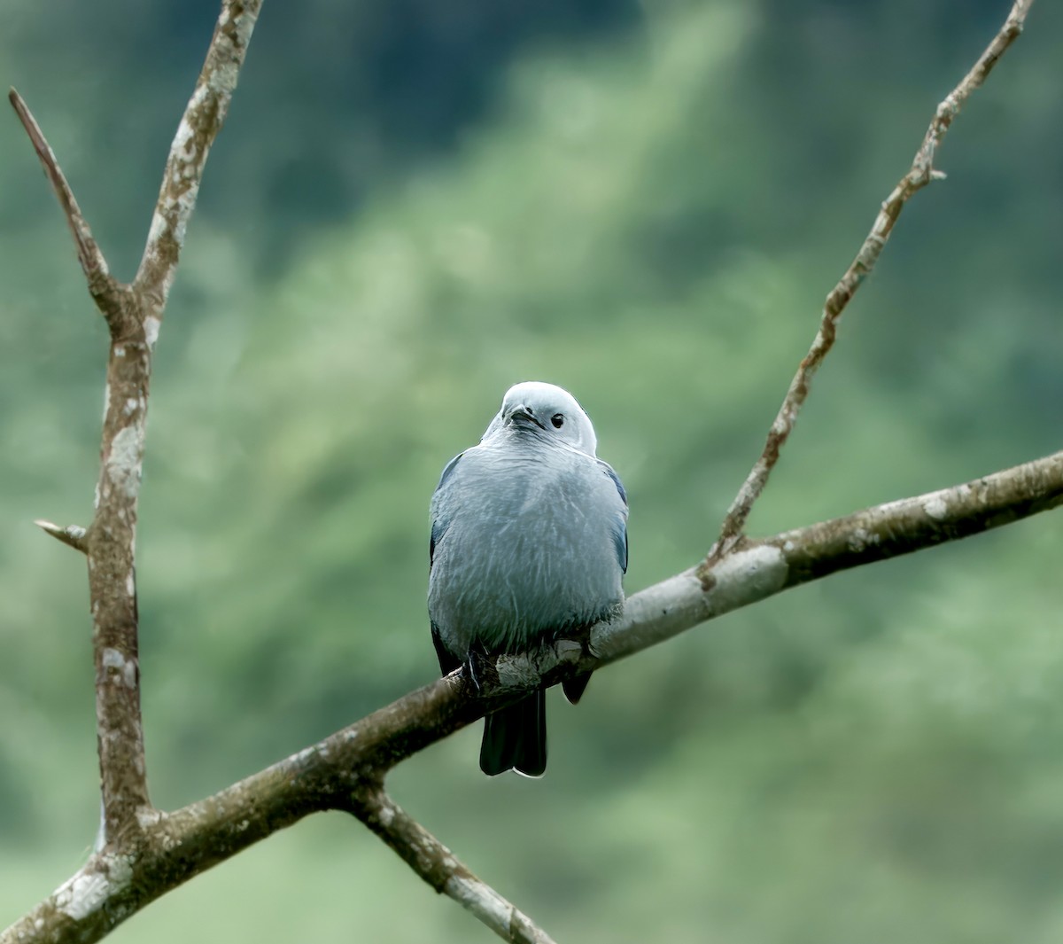 Blue-gray Tanager - ML616003397
