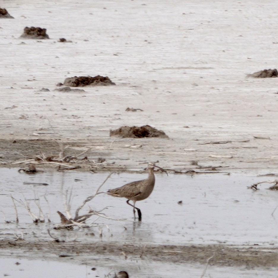 Long-billed Curlew - ML616003433