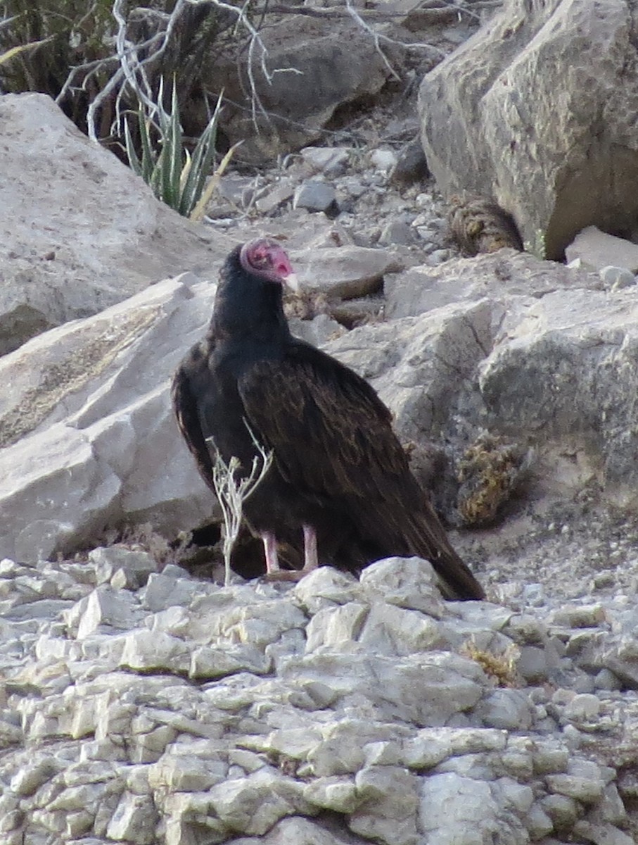 Turkey Vulture - ML616003440