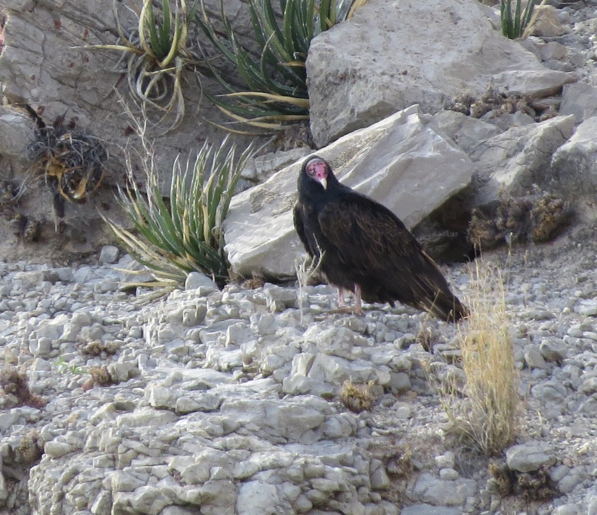 Turkey Vulture - ML616003441