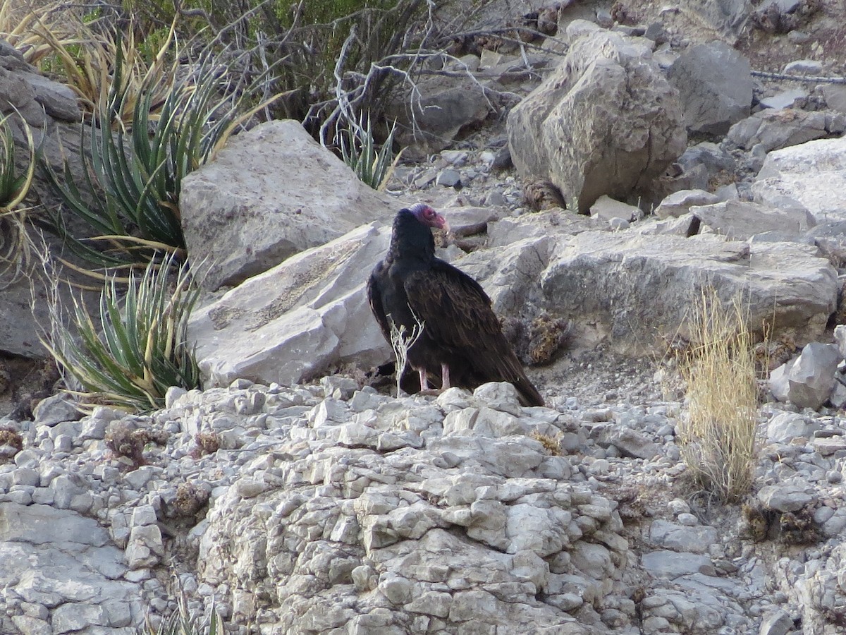 Turkey Vulture - ML616003442