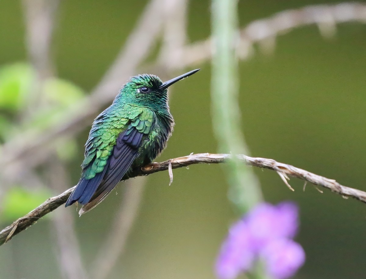 Blue-tailed Emerald - ML616003640