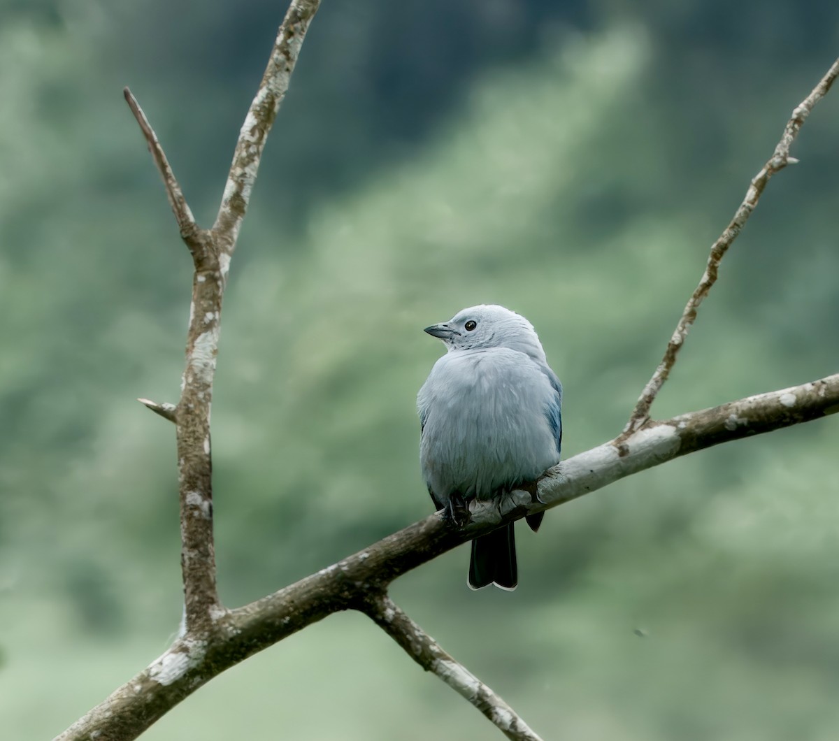 Blue-gray Tanager - ML616003741