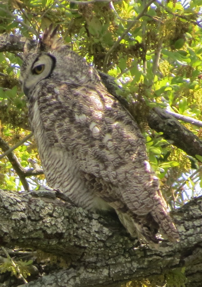 Great Horned Owl - ML616003908