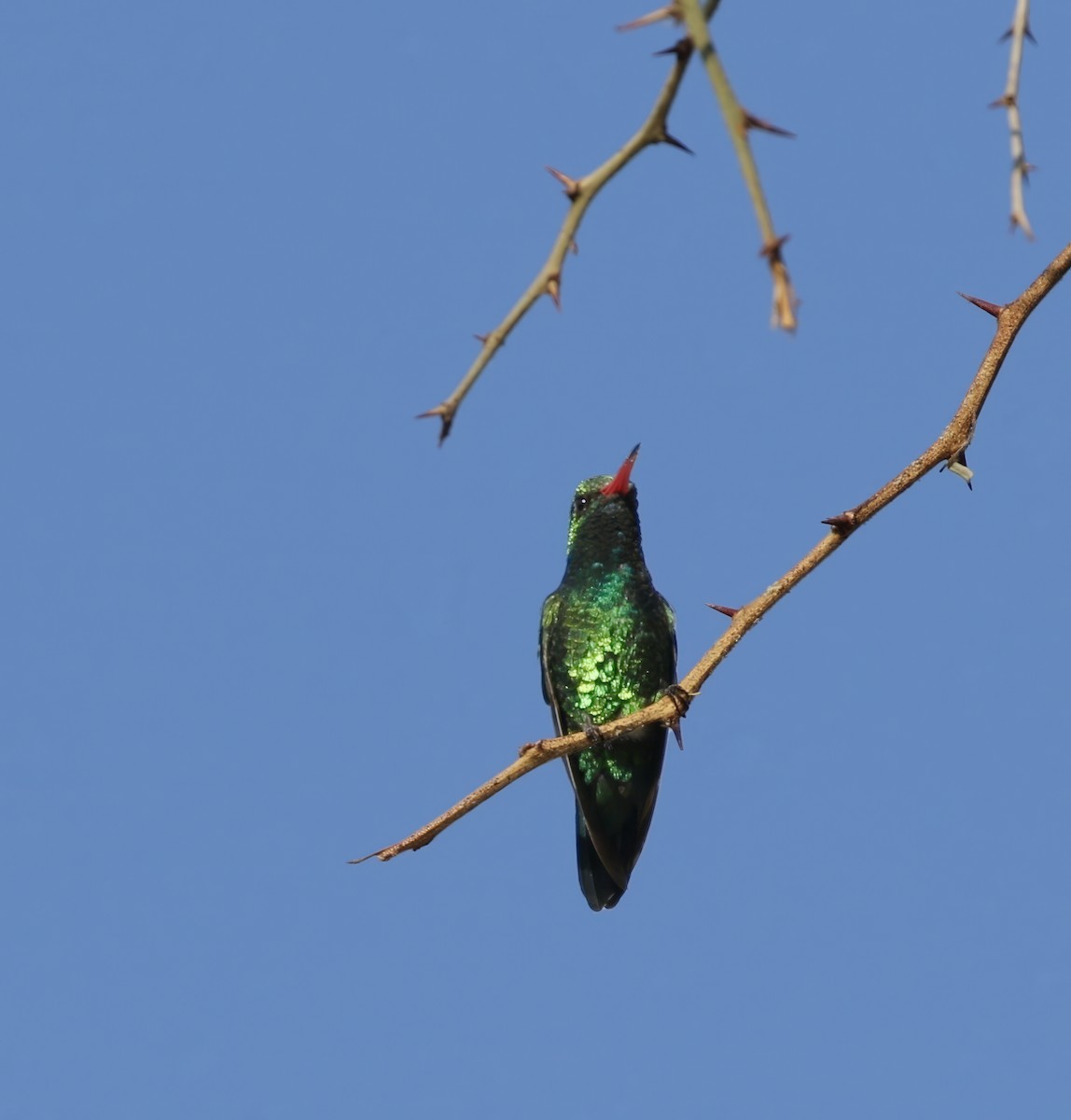 kolibřík lesklobřichý - ML616004066