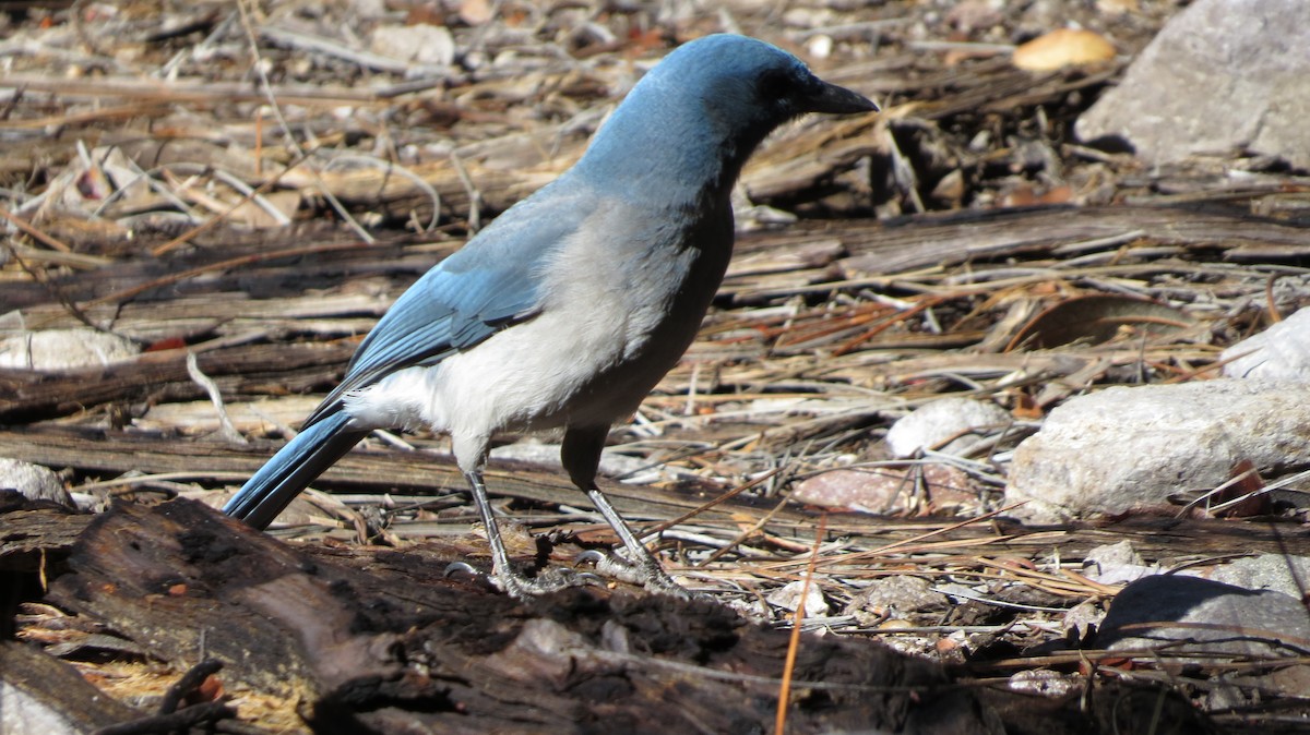 Mexican Jay - ML616004072