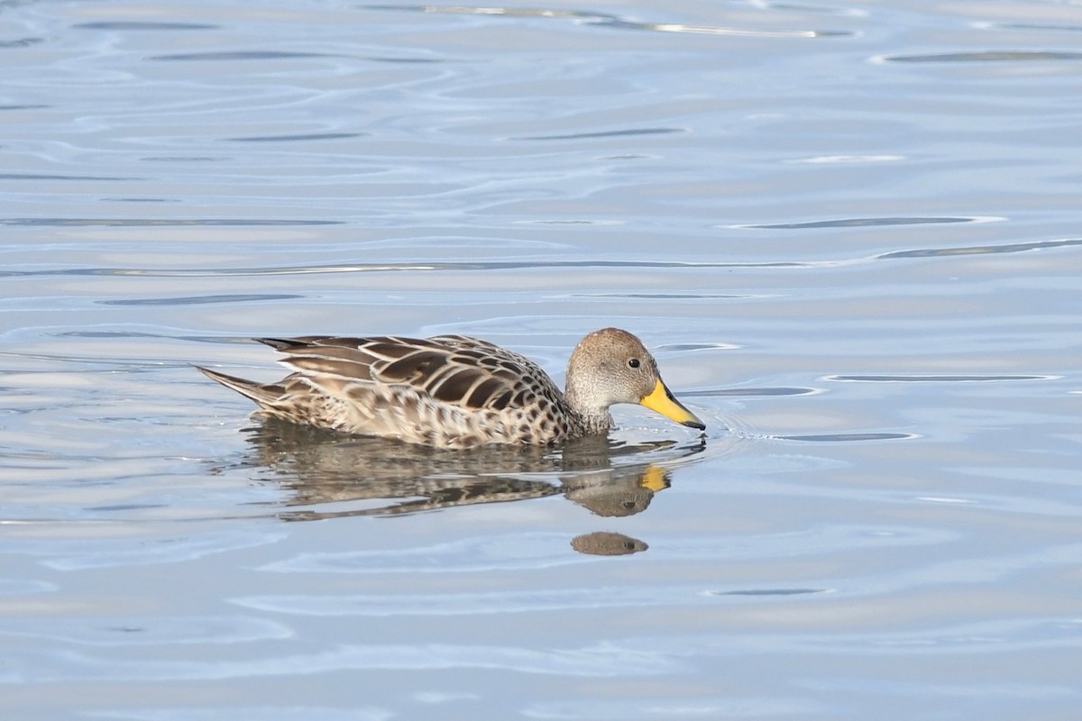 Yellow-billed Pintail (South American) - ML616004107