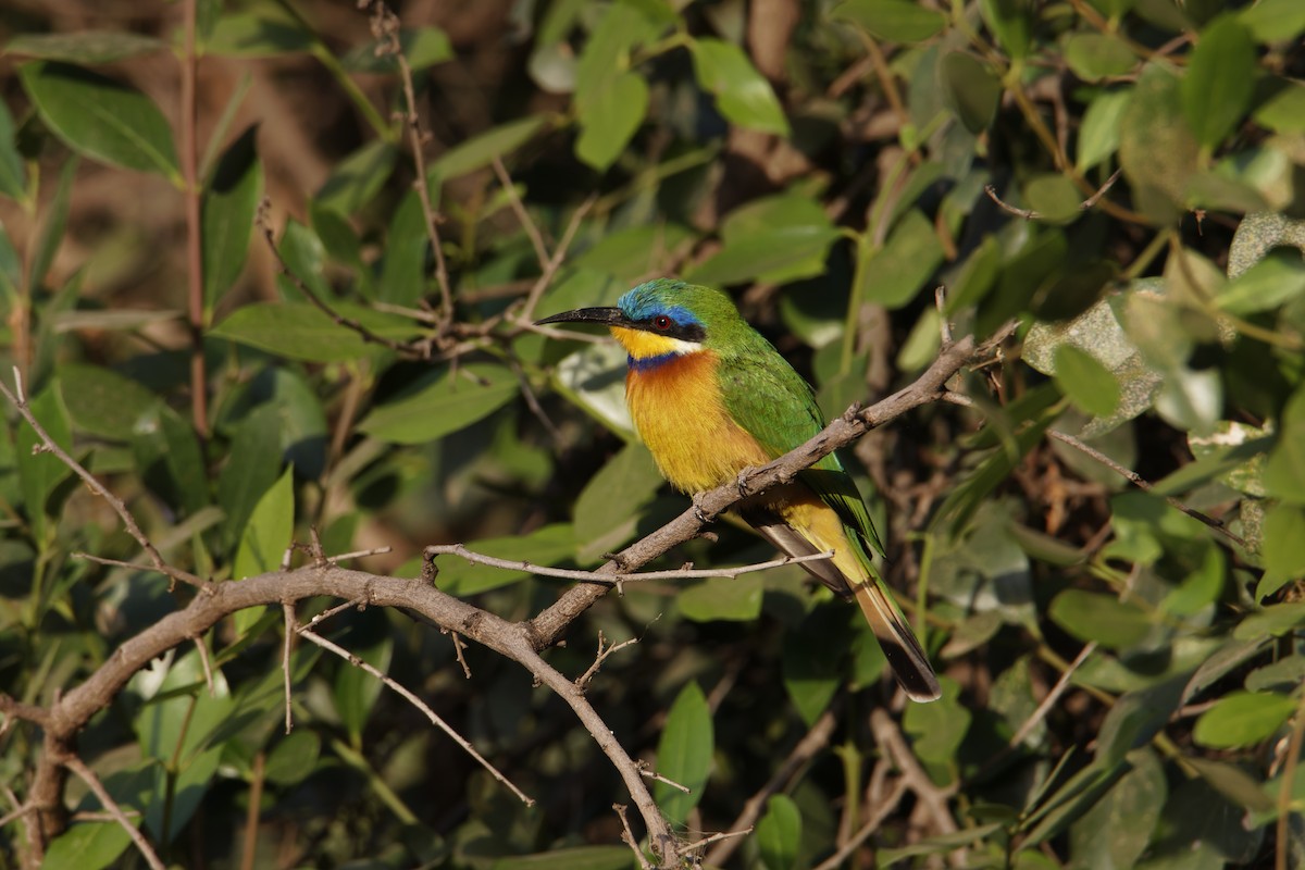 Ethiopian Bee-eater - ML616004144