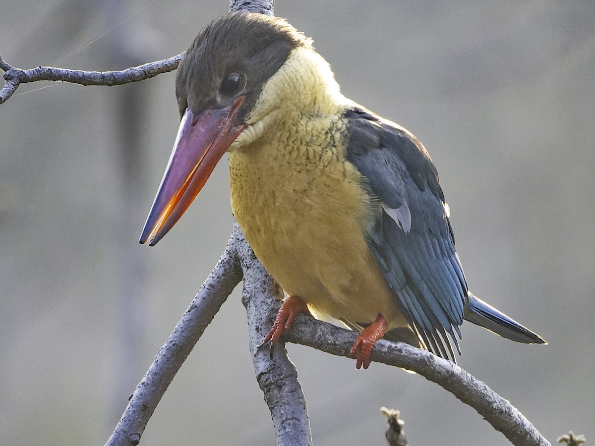 Stork-billed Kingfisher - Grant Price