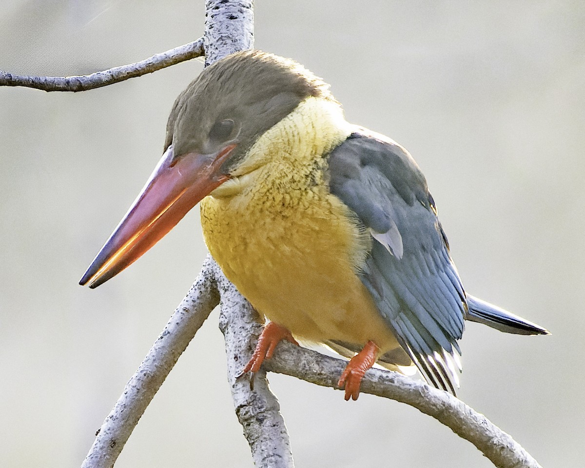 Stork-billed Kingfisher - Grant Price