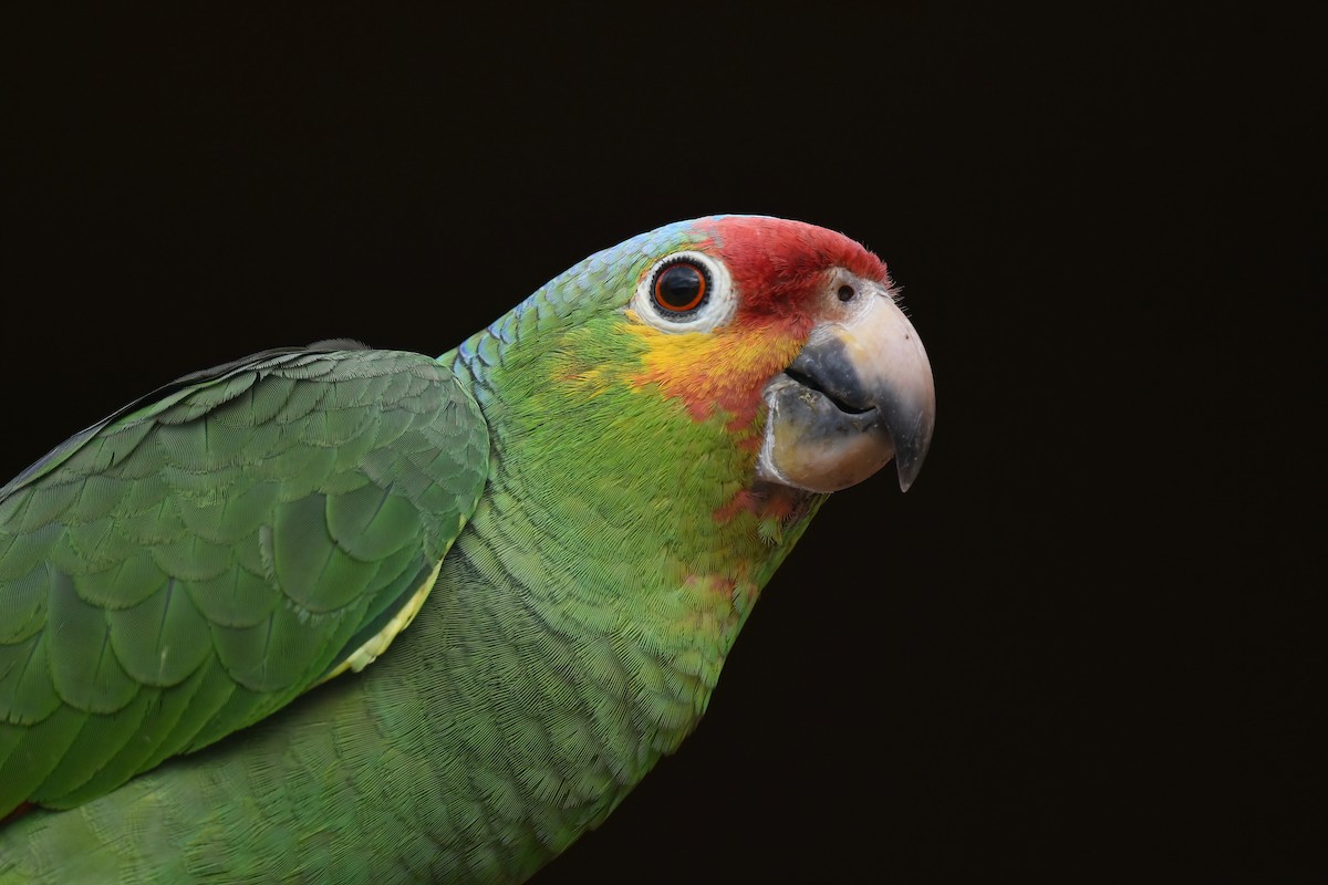 Red-lored Parrot - Barbara Wise