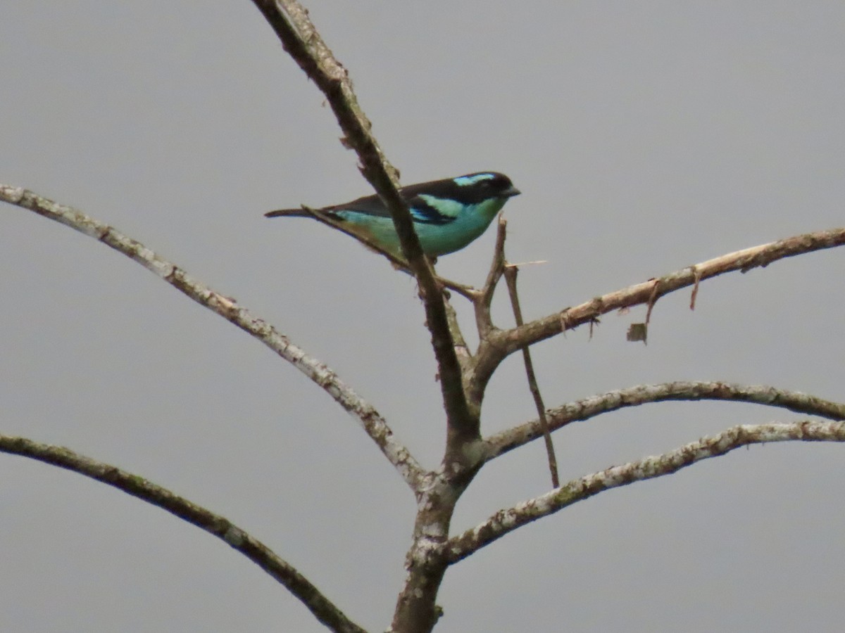 Blue-browed Tanager - ML616004704