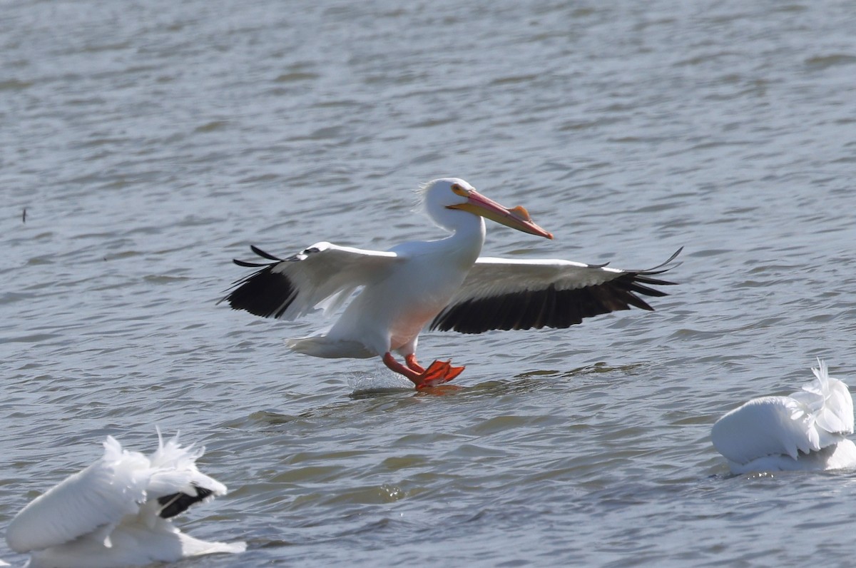 pelikán severoamerický - ML616005005