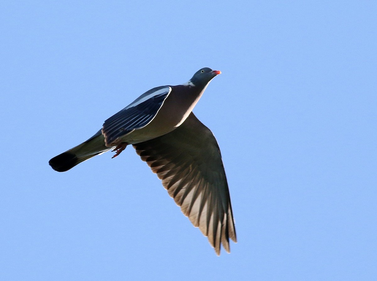 Common Wood-Pigeon - Miguel García