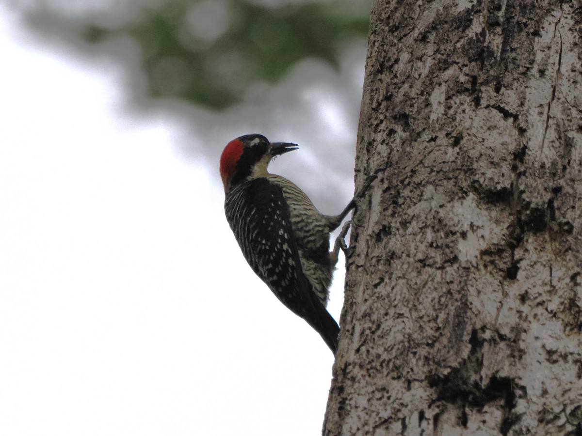 Black-cheeked Woodpecker - ML616005038