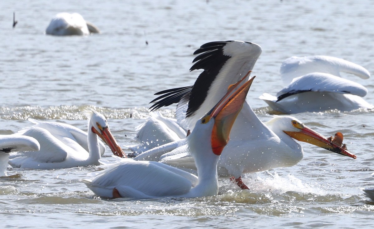American White Pelican - Peter Veighey