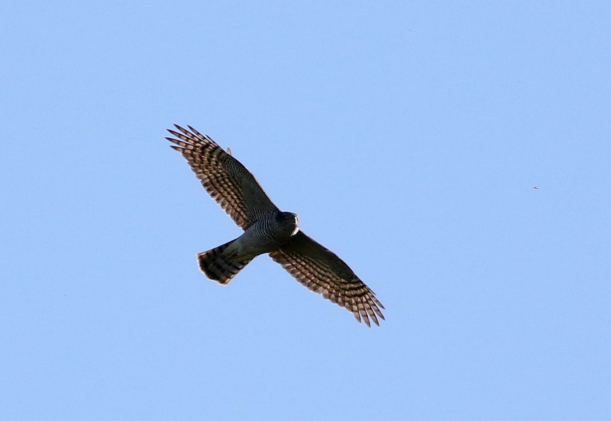 Eurasian Sparrowhawk - ML616005158