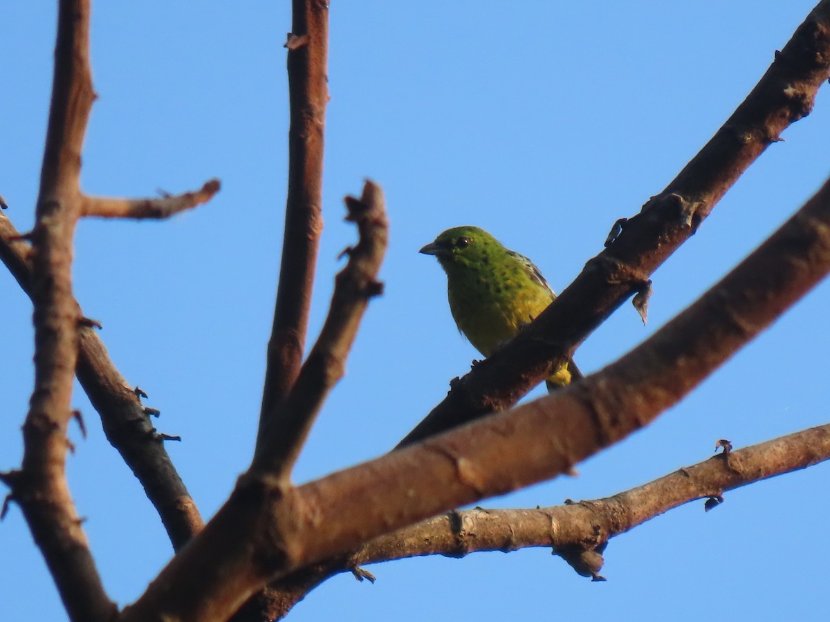 Yellow-bellied Tanager - ML616005203