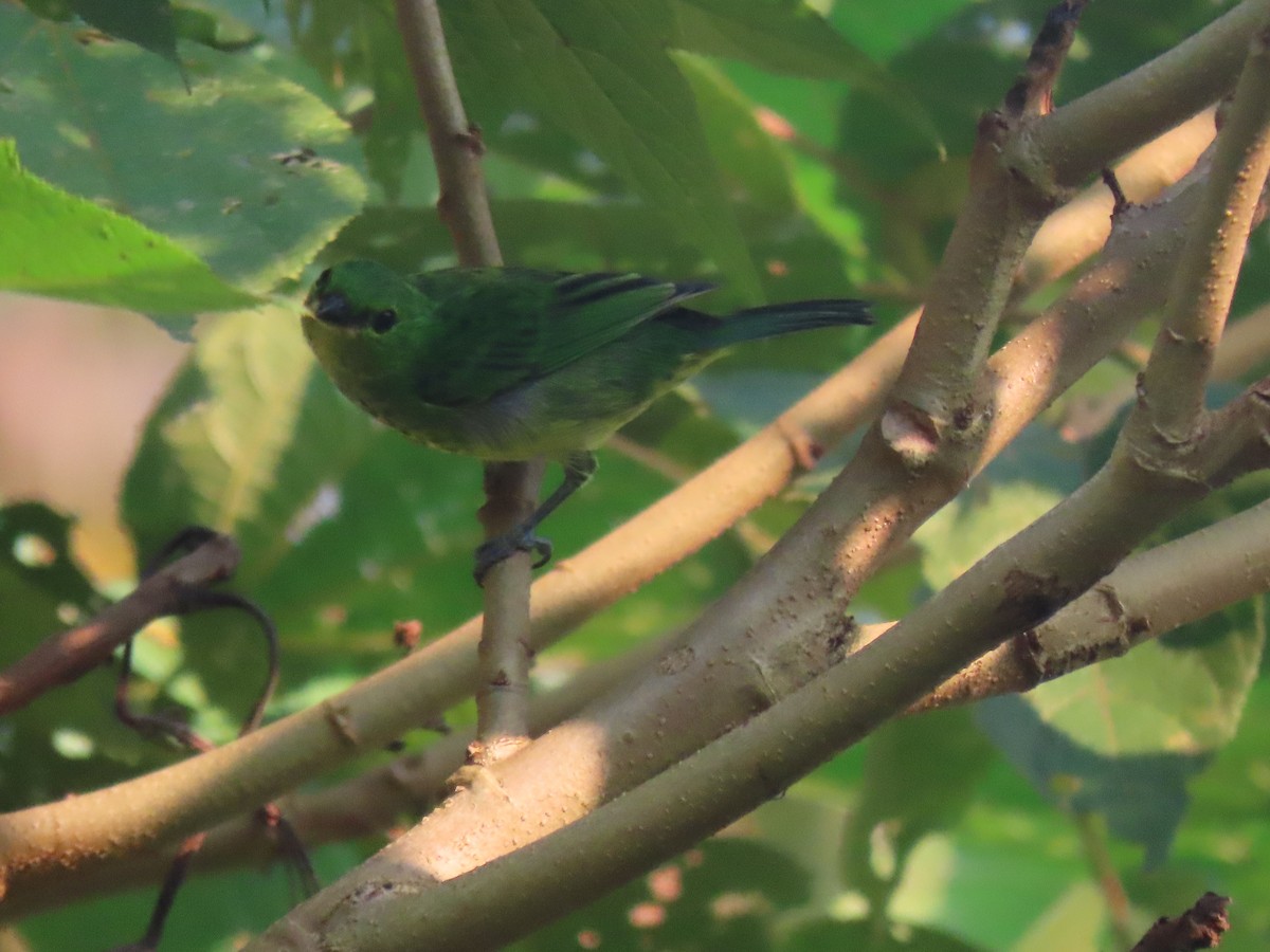 Yellow-bellied Tanager - ML616005204