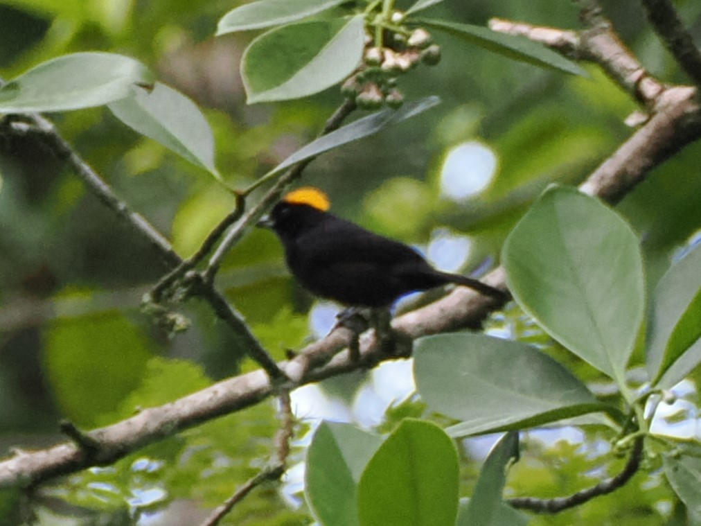 Tawny-crested Tanager - ML616005273