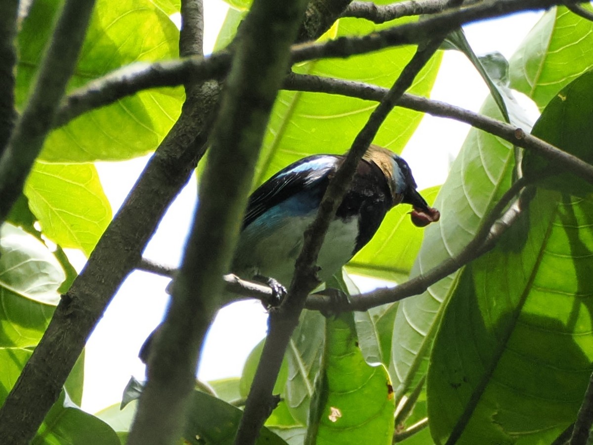 Golden-hooded Tanager - Clay Bliznick