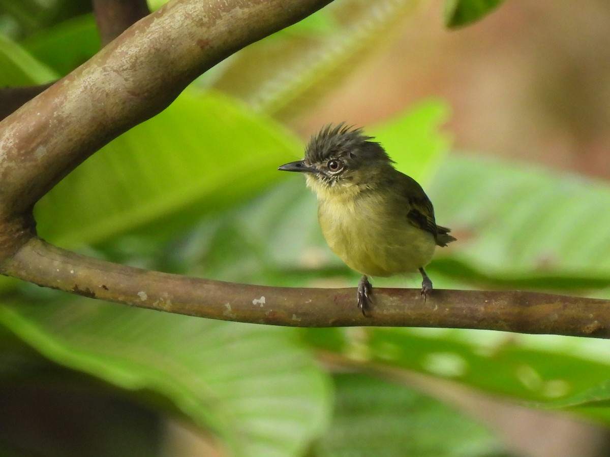 Gray-crowned Flatbill - ML616005311