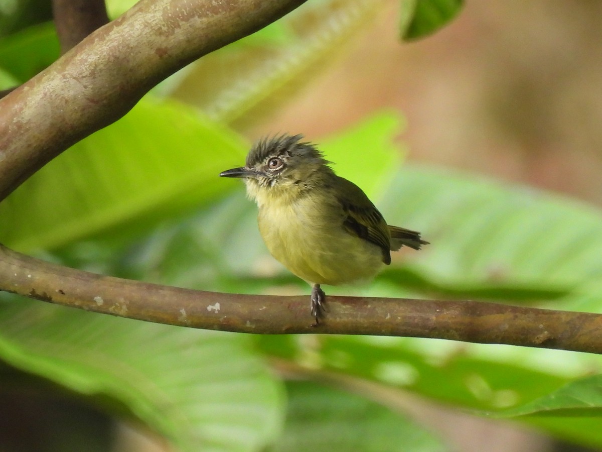 Gray-crowned Flatbill - ML616005315