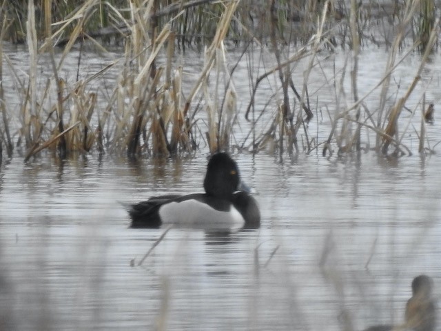 Ring-necked Duck - ML616005338