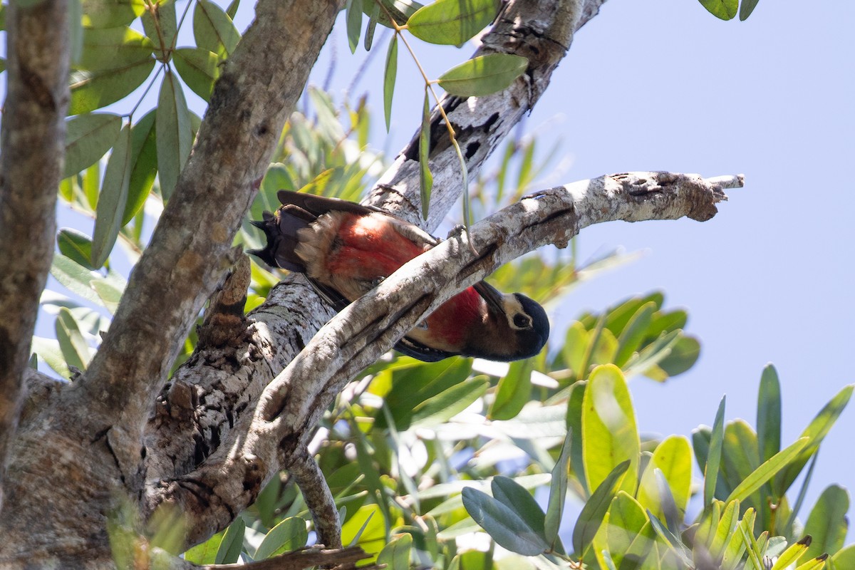 Puerto Rican Woodpecker - Cory Gregory