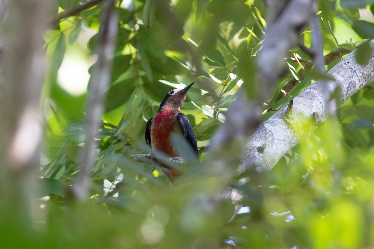 Puerto Rican Woodpecker - ML616005398