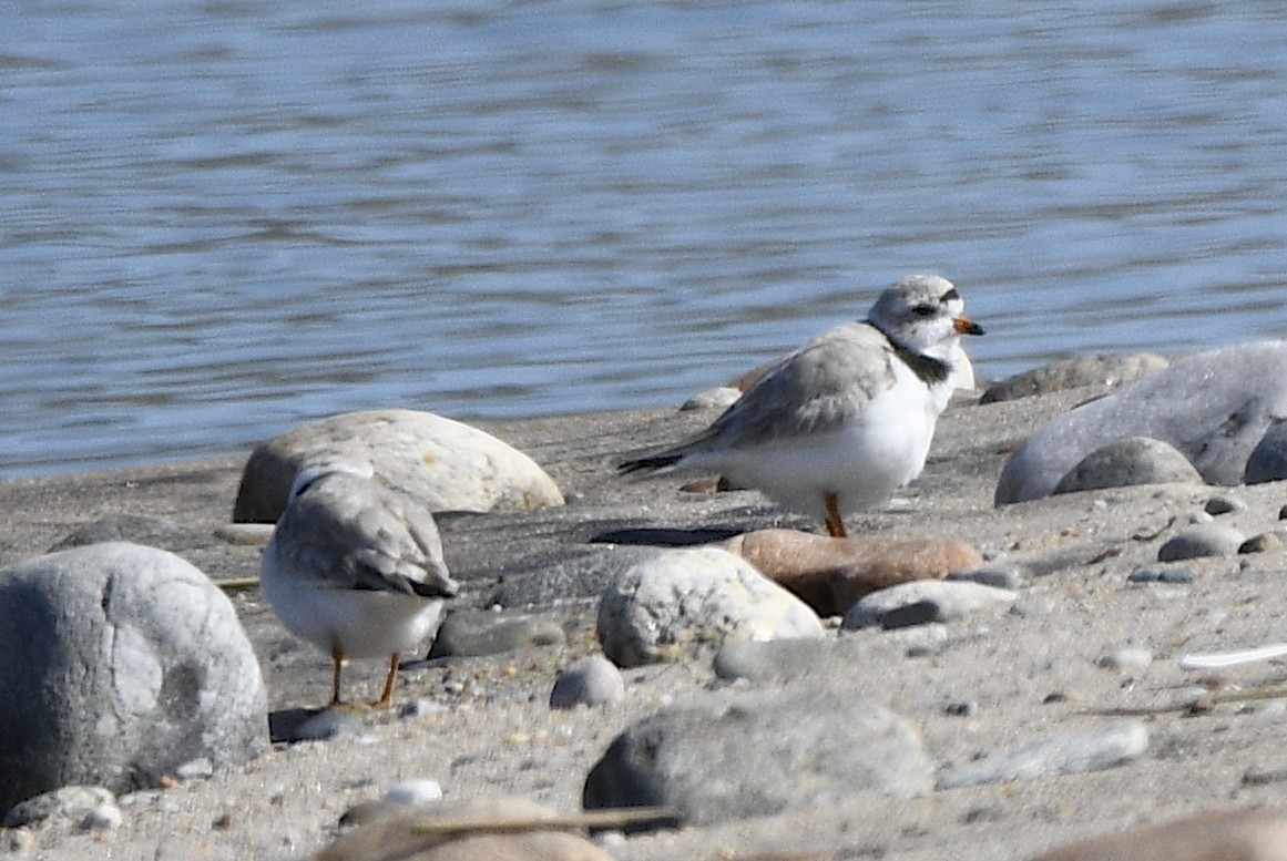 Piping Plover - ML616005405