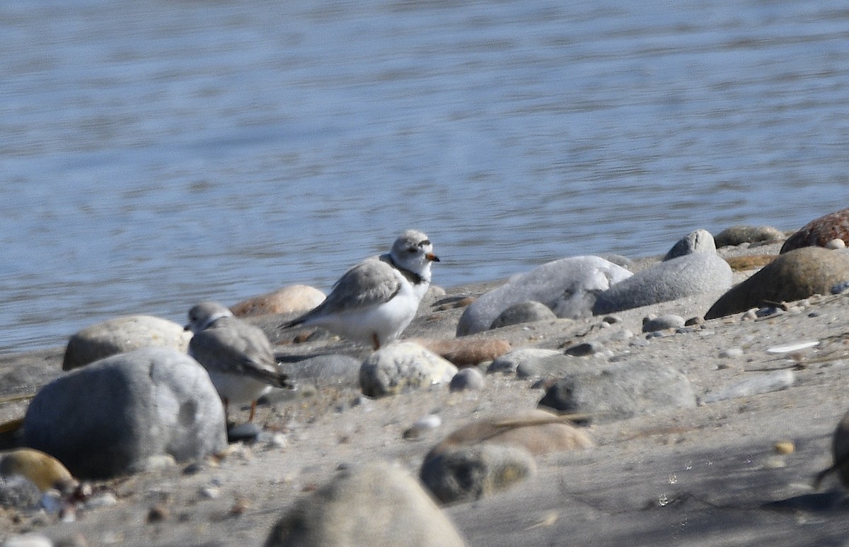 Piping Plover - ML616005406