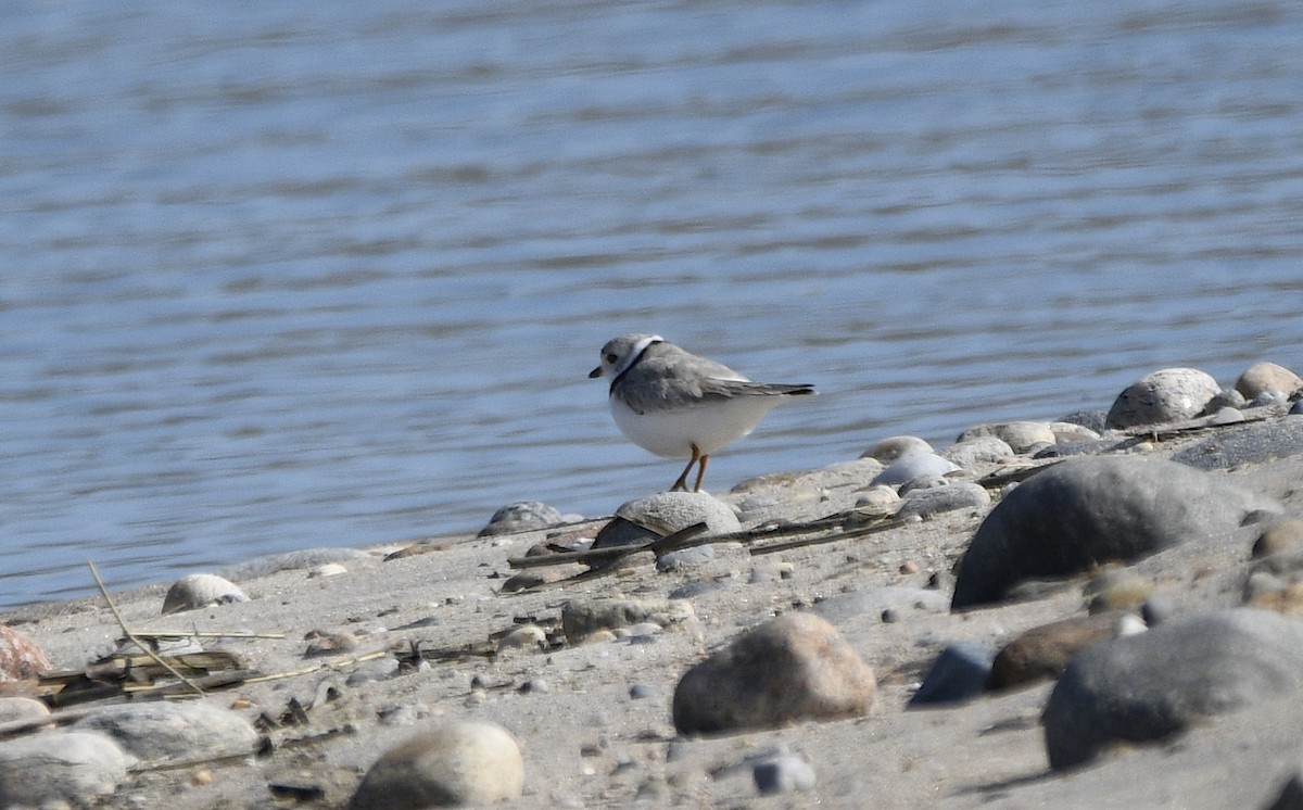 Piping Plover - ML616005407
