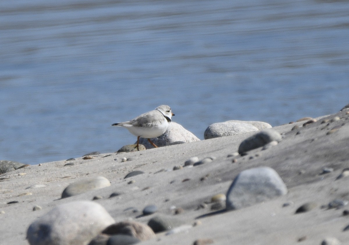 Piping Plover - ML616005408
