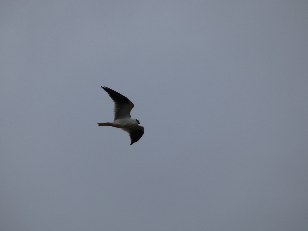 Black-shouldered Kite - Eneko Azkue