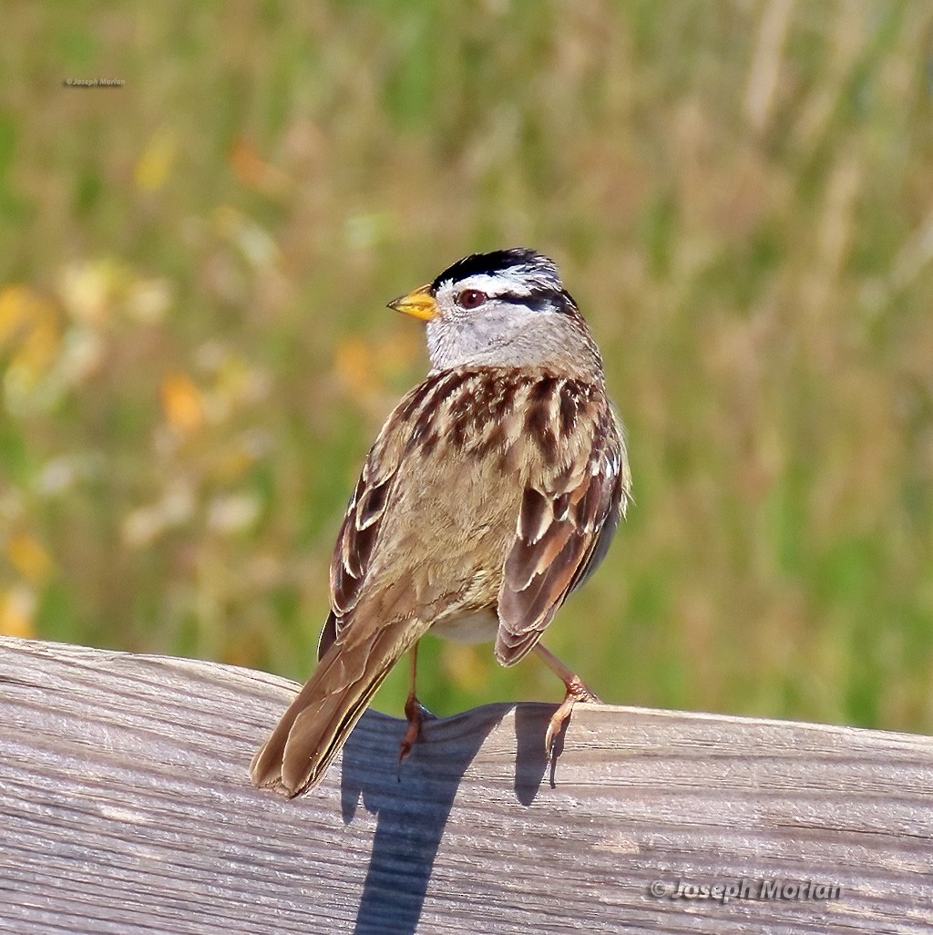 White-crowned Sparrow (Yellow-billed) - ML616005459