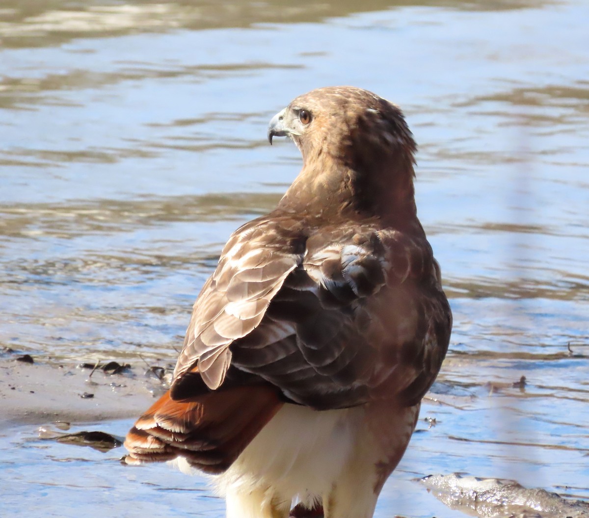 Red-tailed Hawk - ML616005461