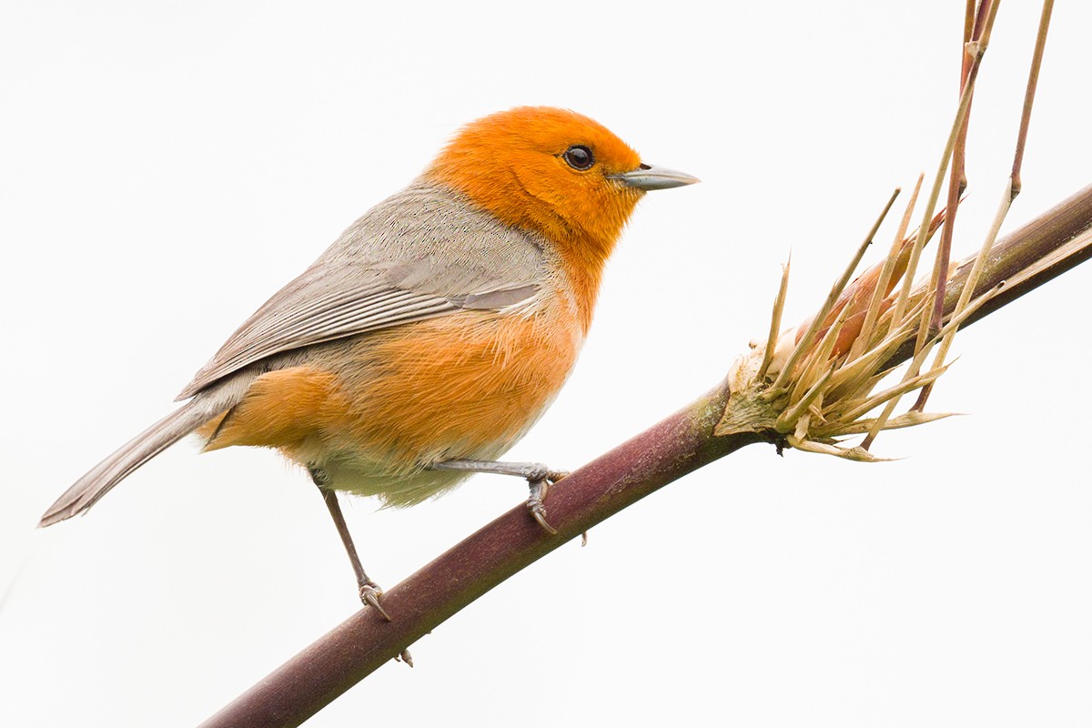 Rufous-chested Tanager - ML616005563