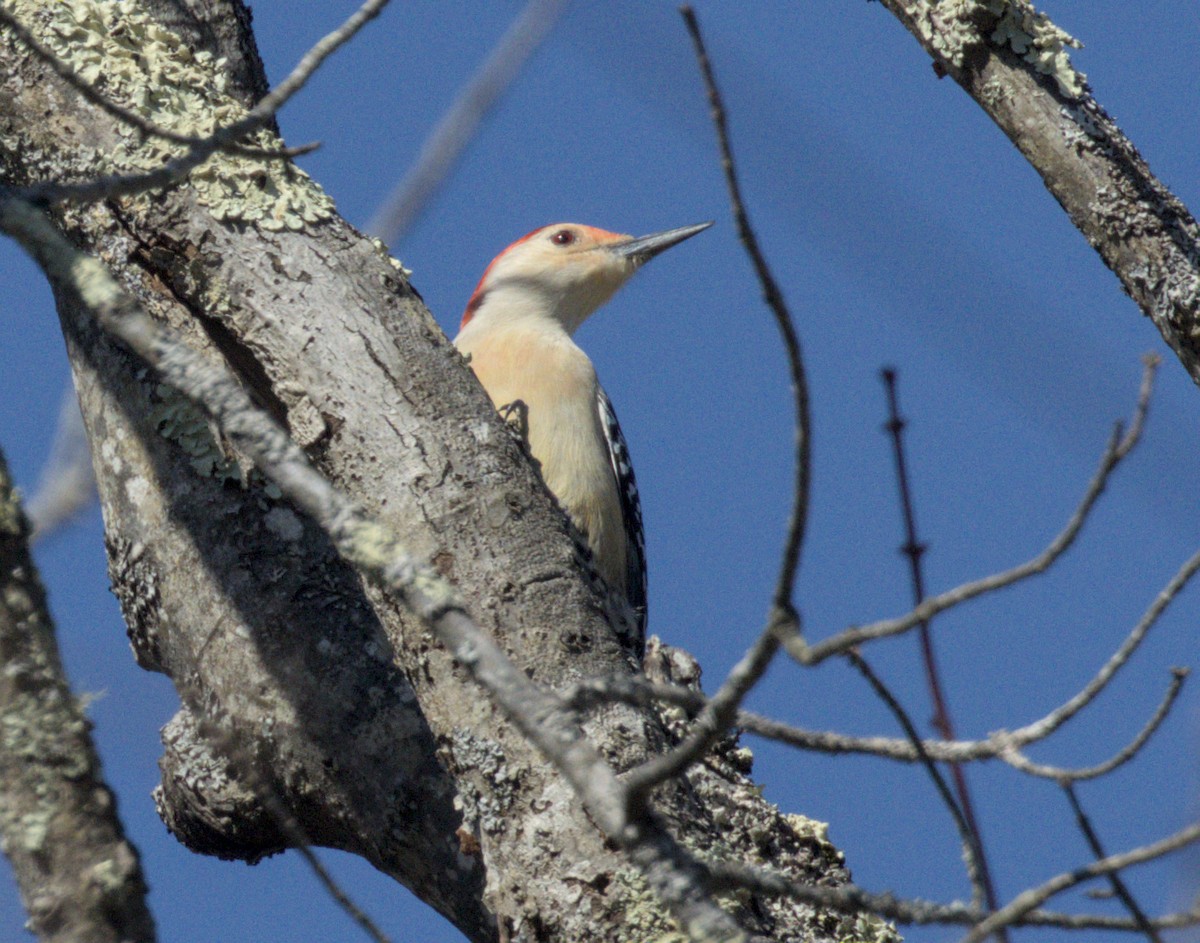 Red-bellied Woodpecker - Mass Audubon North Shore