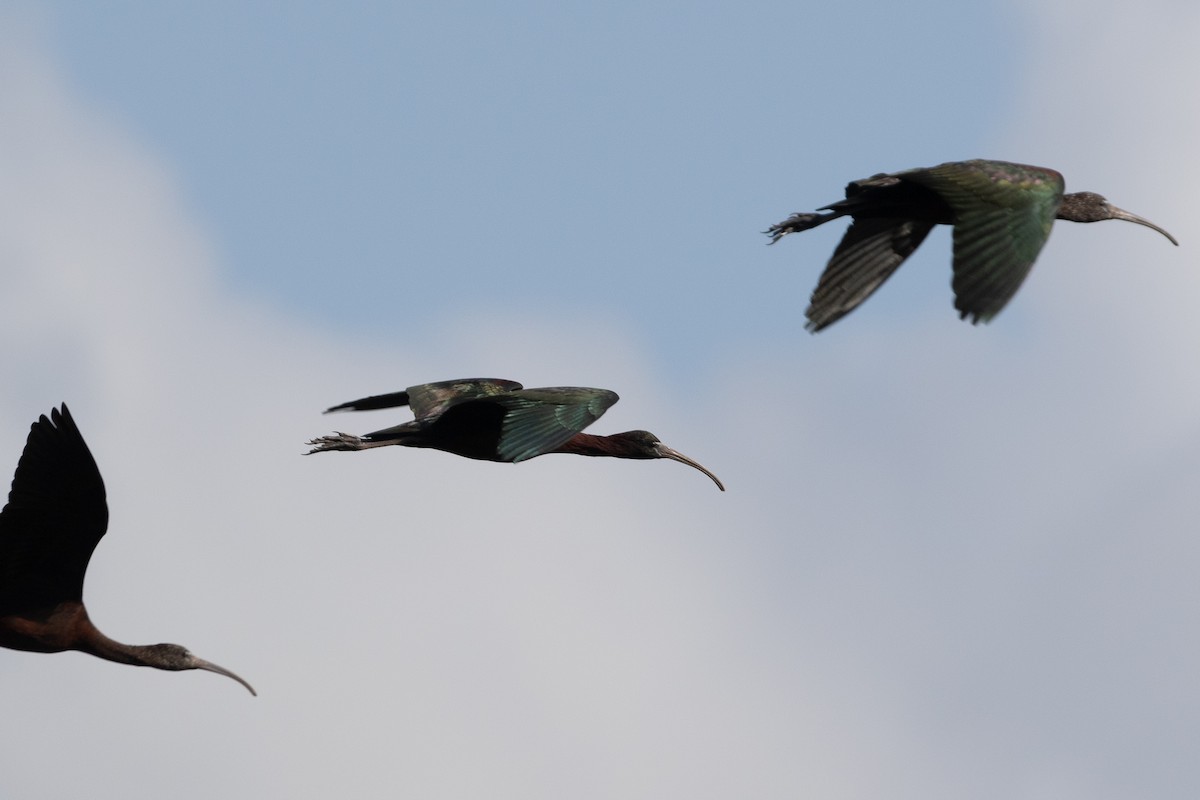 Glossy Ibis - Cory Gregory