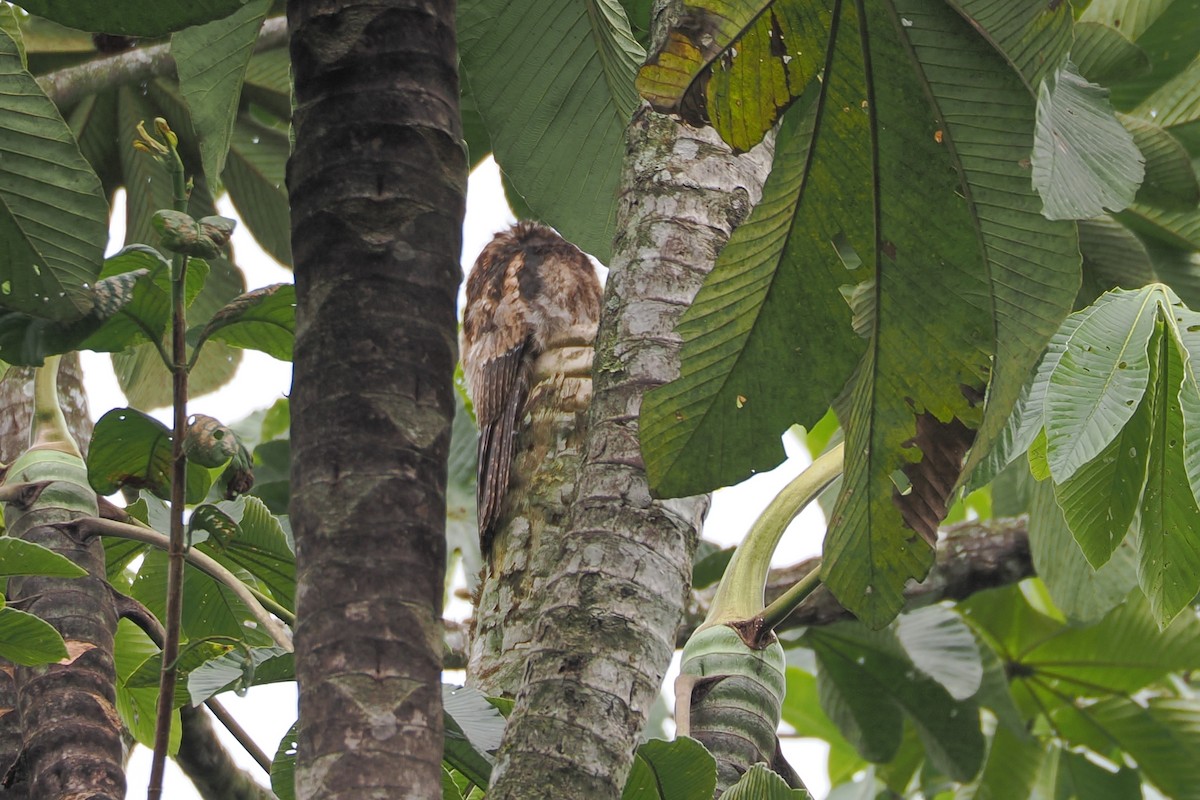 Andean Potoo - ML616005918