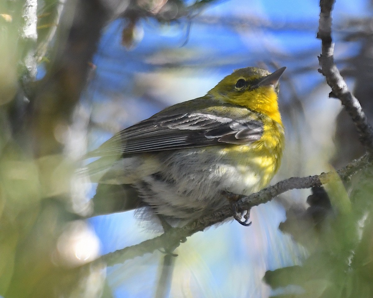 Pine Warbler - Ted Wolff