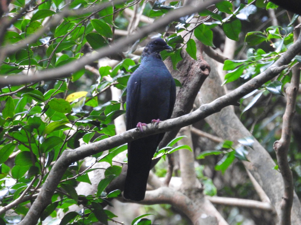Black Wood-Pigeon - ML616005988