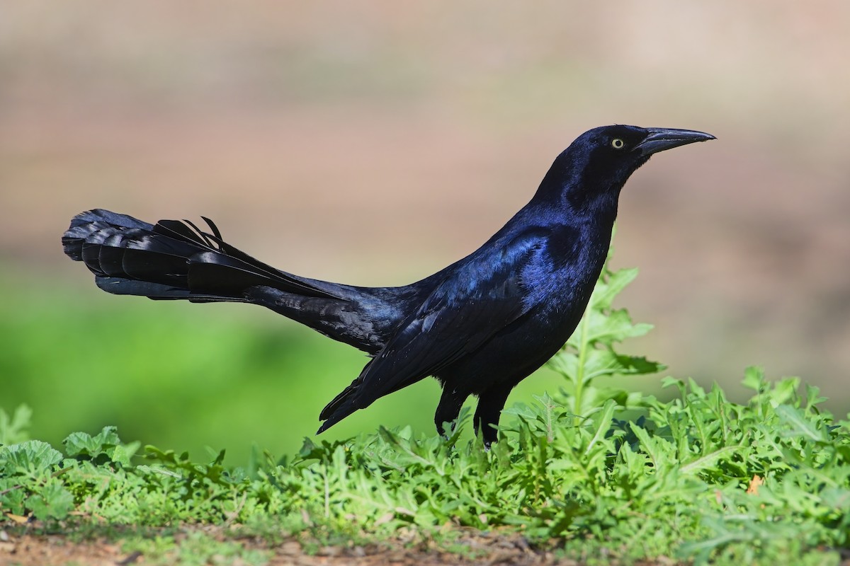Great-tailed Grackle - ML616006217