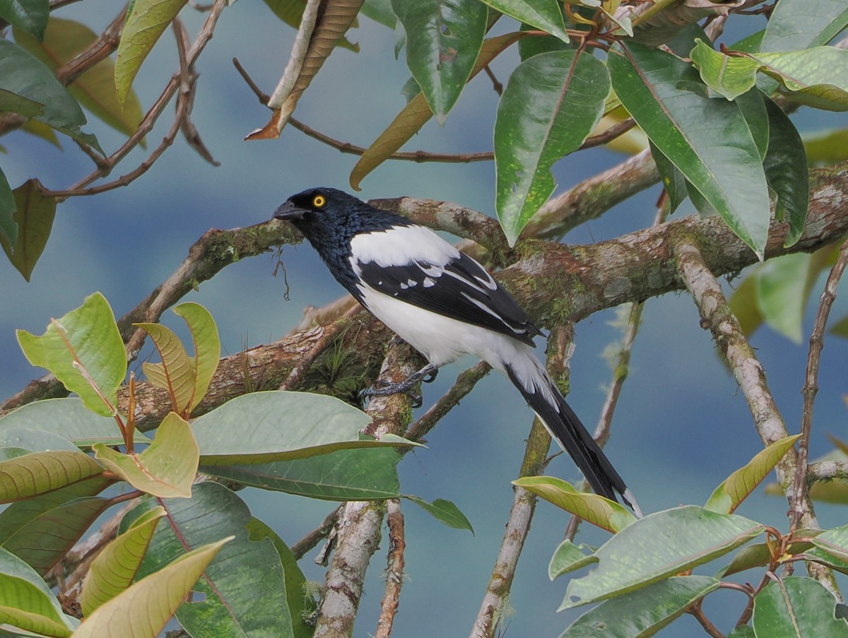 Magpie Tanager - ML616006258