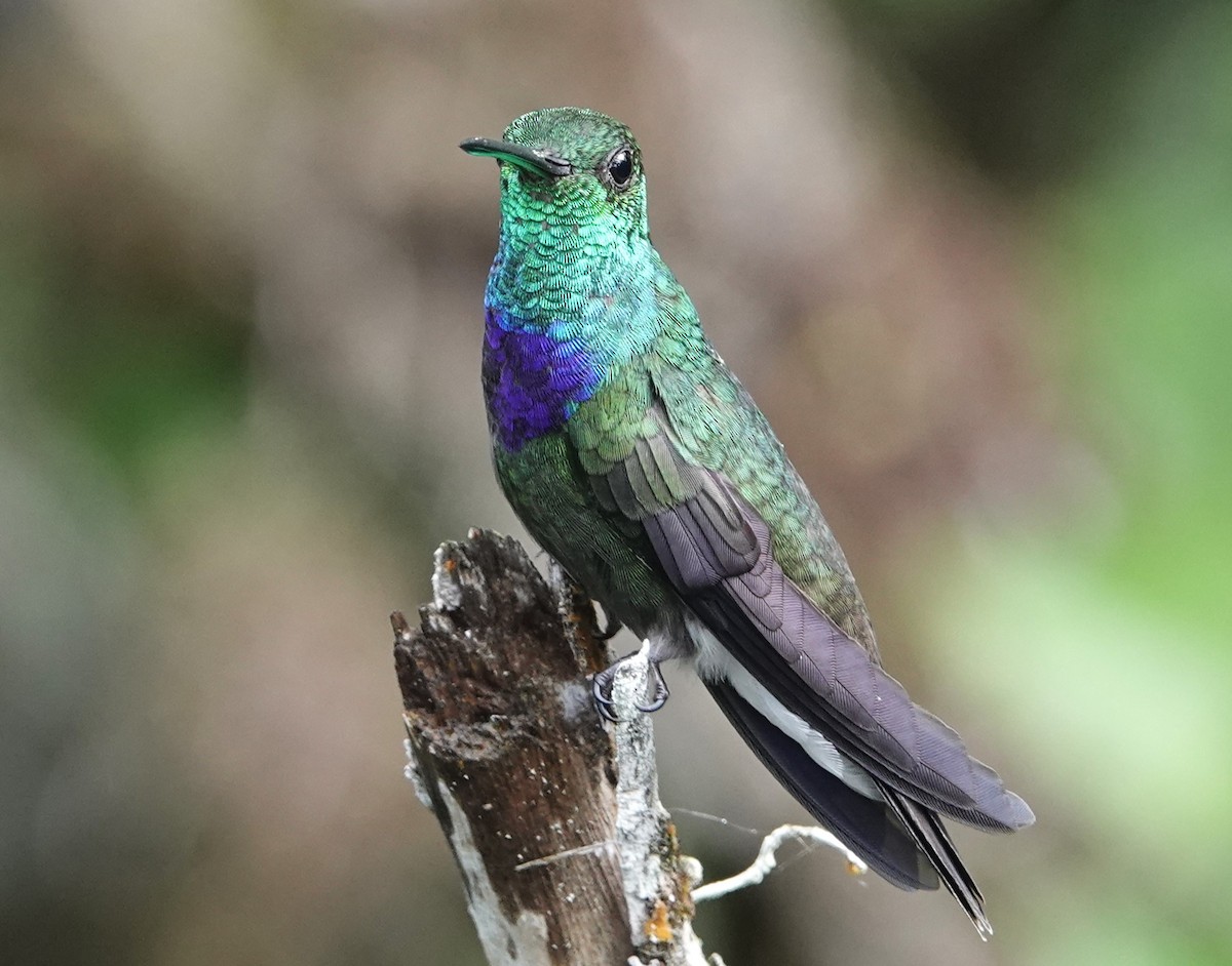 Purple-chested Hummingbird - ML616006326