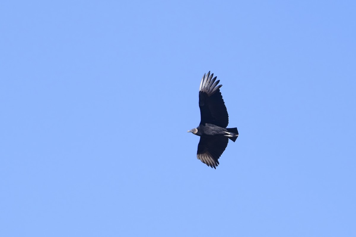 Black Vulture - ML616006401