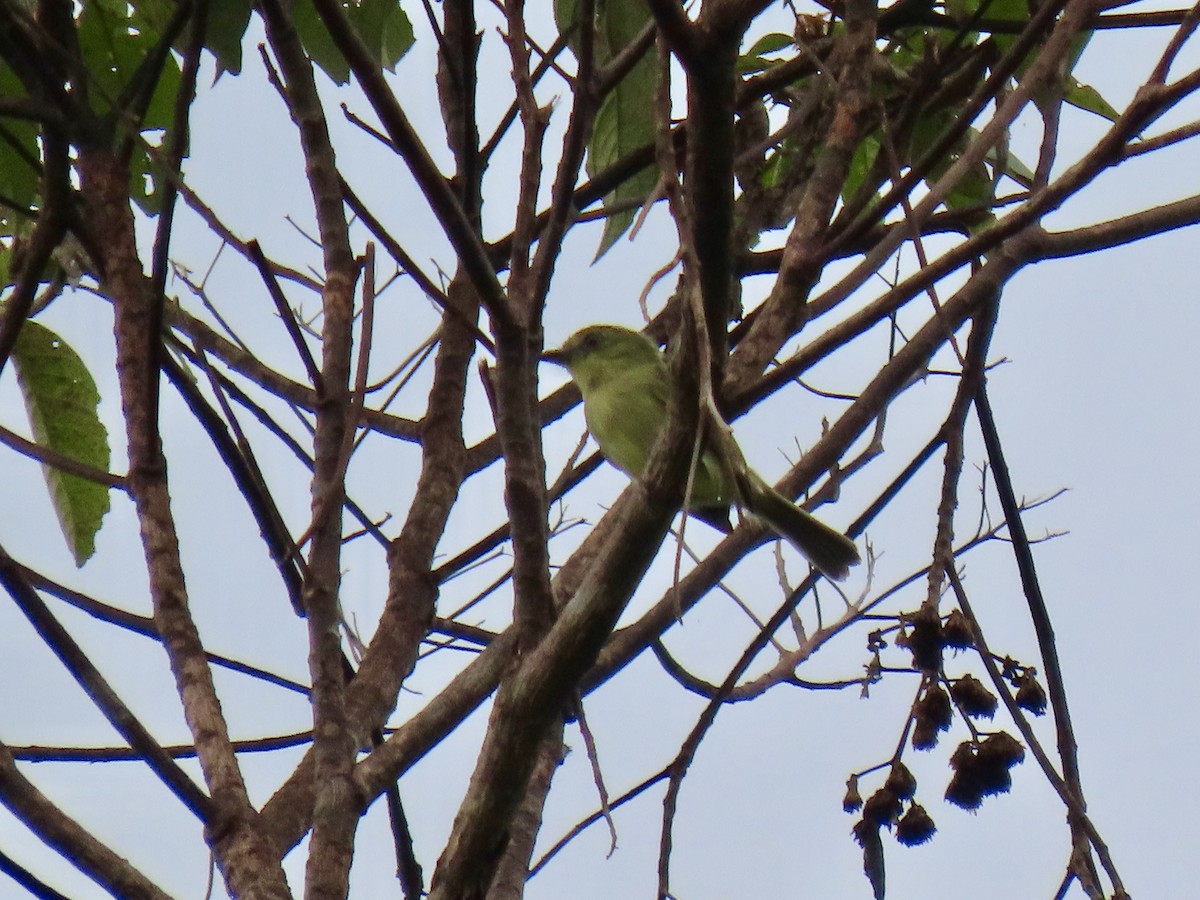 Olive-faced Flatbill - ML616006422
